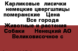 Карликовые “лисички“  немецкие цвергшпицы/померанские › Цена ­ 35 000 - Все города Животные и растения » Собаки   . Ненецкий АО,Великовисочное с.